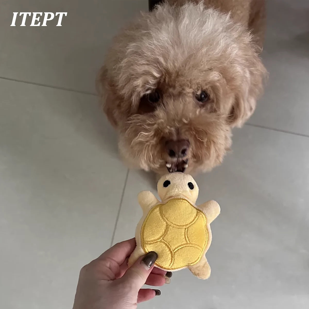 ShellBite™ Turtle Dental Teether | Squeaky Plush Puppy Toy | Soft Safety-Tested Material | Oral Health Development System - Pet Moda Store